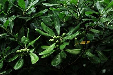 B站高能电玩节9月17日开启 小岛秀夫将出席