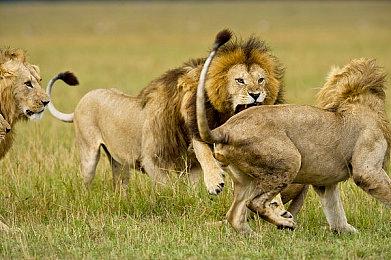 粉丝称《宝可梦：大集结》复活机制被滥用 游戏平衡受影响